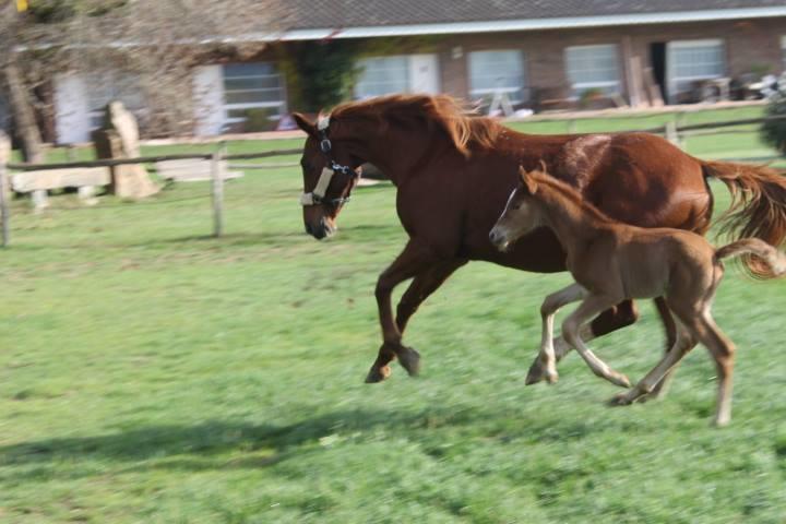 Residential Horse Club Costa Brava Vandrarhem Santa Cristina d'Aro Rum bild