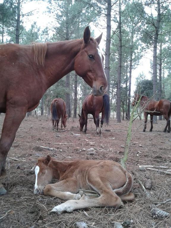 Residential Horse Club Costa Brava Vandrarhem Santa Cristina d'Aro Exteriör bild